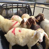 دامداری  بزرگ  در گلستان  و صالحیه    24   ساعته