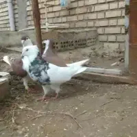 نر طوقی هفت رنگ