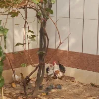 تعدادی مرغ خروس بوقلمون|حیوانات مزرعه|قزوین, |دیوار