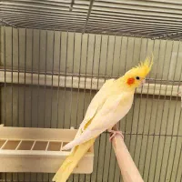 عروس هلندی ماده لوتینو