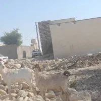 بز اشکالی کهره نر زیرش هیکلی و یدونه بز آبستن|حیوانات مزرعه|مهران (هرمزگان), |دیوار