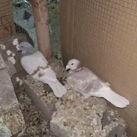 پلاکی نر معاوضه با زاغ ملقی|پرنده|فهرج, |دیوار