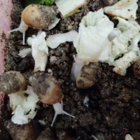 حلزون کلاژن ساز|خزنده|بم, |دیوار