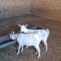 بزغاله سانن|حیوانات مزرعه|تربت جام, کاریز نو سفلی|دیوار