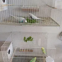 مرغ عشق/فنچ/عروس/کوتوله/الماسی|پرنده|زاهدان, |دیوار