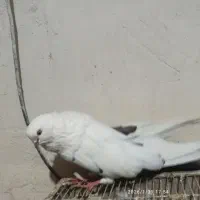 کبوتر سبز|پرنده|میانه, |دیوار