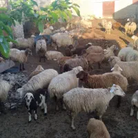۳۴ راس گوسفند جوان با بره