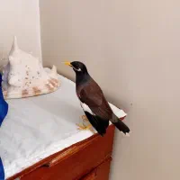 مرغ مینا|پرنده|محمدشهر, محمدشهر|دیوار