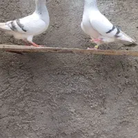 کبوتر پرنده
