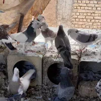 کبوتر پرشی|پرنده|بلداجی, |دیوار