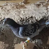 پرشی|پرنده|فیروزه, |دیوار