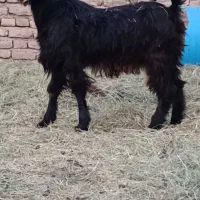 گوسفند