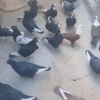 بلع پلنگ