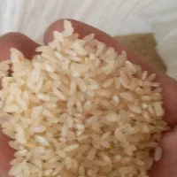 برنو کامفیروز