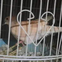 کبوتر