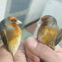 سره قناری نر و ناده