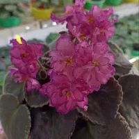 فروش بنفشه آفریقایی عمده و خرده 70ت