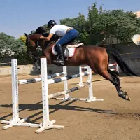 اسب نریان ترکمن خالص