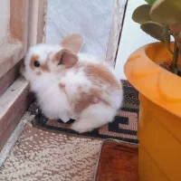 خرگوش لوپ خانگی