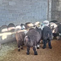 گوسفند زنده