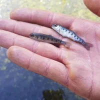 طرح بچه ماهی کپور،قزل آلا،|ماهی|قزوین, |دیوار