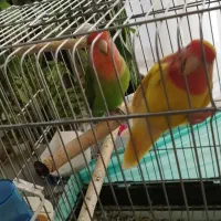 پرنده طوطی برزیلی