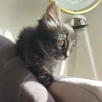 بچه بریتیش|گربه|ساری, |دیوار