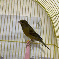 قناری جفت قورلتی