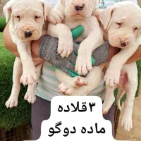 دوگوآرژانتینو|سگ|شاهرود, |دیوار