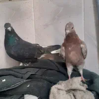 کبوترسمن وکرز وابلغ