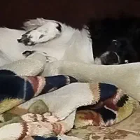 سگ نر|سگ|رشت, پاره بیجار|دیوار