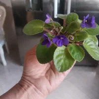 فروش انواع گل های اپارتمانی|گل و گیاه طبیعی|گرگان, |دیوار