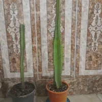 کاکتوس بسیار مقاوم
