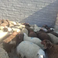 گوسفند ودامداری|حیوانات مزرعه|طرهان, |دیوار