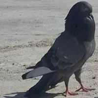 کفتر. کبوتر