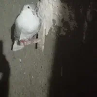 کبوتر پرشی|پرنده|بردسکن, |دیوار