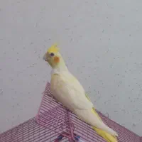 جوجه عروس هلندی|پرنده|فومن, |دیوار