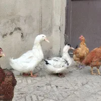 مرغ لاری و رسمی همه تخم گذار