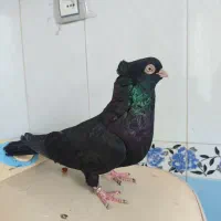 سلام چند جفت کفتر بفروش میرسد|پرنده|میاندوآب, |دیوار