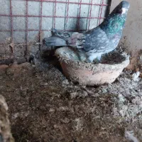 کبوترای پرشی خوش سو بپر ساعتی|پرنده|ساری, |دیوار