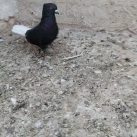 کفتر دمسفید|پرنده|تایباد, |دیوار