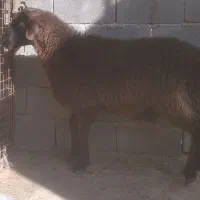 قوچ و بره‌قوچ‌های همو|حیوانات مزرعه|بجنورد, |دیوار