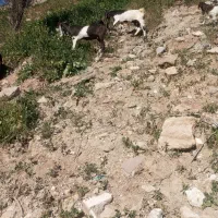 دوعدد بز پاکستانی اصلی با یک عدد بیگ ماده