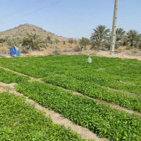 نشا فلفل تیز محلی