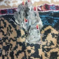 جو جه سهره