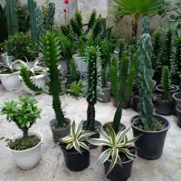 گل گل گل|گل و گیاه طبیعی|رشت, گلباغ نماز|دیوار