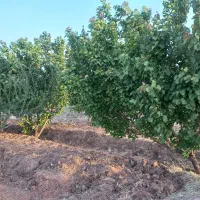 باغچه-نقلی-مناسب