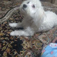 سگ پا گوتاه زبیا