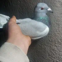 کفتر پلاکی|پرنده|گلستان (تهران), |دیوار