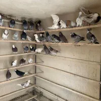 ۳۰۰ طوق کبوتر پرشی